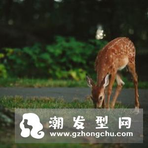 夏天头发总是出油扁塌怎么办 今年流行的轻感护发了解一下