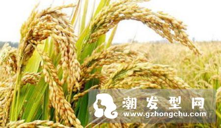 发香喷雾含酒精吗 孕妇可以用吗