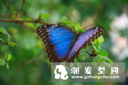 菘蓝色是什么颜色 叶子能染发吗