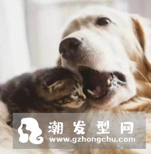男生时尚小奶狗发型 打造乖巧温柔暖男