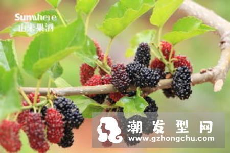 吃桑葚长头发吗 怎么吃
