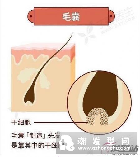 我国脱发人群超2.5亿 如何有效预防和治疗脱发