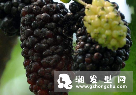 吃桑葚长头发吗 怎么吃