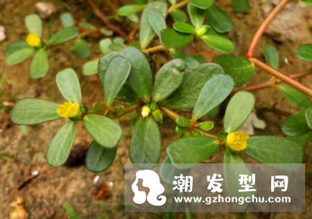 马齿苋加蜂蜜治疗白发怎么用 哪些人不宜用