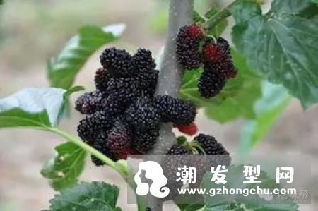 吃桑葚长头发吗 怎么吃