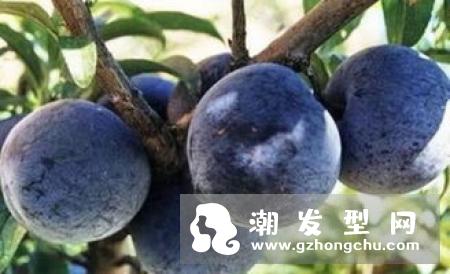 马齿苋加蜂蜜能治疗白发吗?多久见效