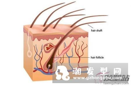 头皮上很多黑头粉刺怎么办 即学头皮清洁2大方法清洁头皮