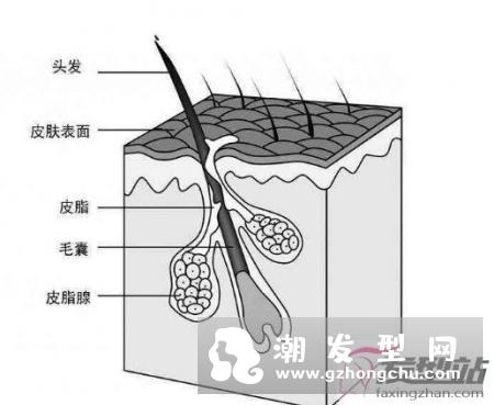 白发脱发的民间偏方 必须清楚了解自己体质对证施治