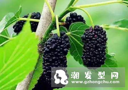 吃桑葚长头发吃多少 什么人不能吃