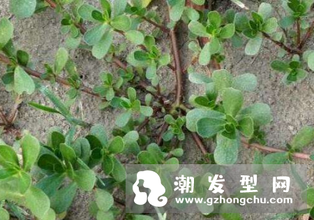 马齿苋加蜂蜜能治疗白发吗?多久见效