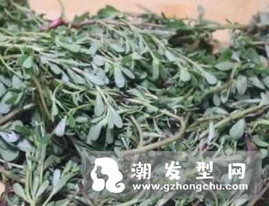 马齿苋加蜂蜜治疗白发怎么用 哪些人不宜用