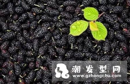 吃桑葚长头发吗 怎么吃
