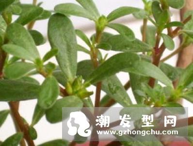 马齿苋加蜂蜜治疗白发怎么用 哪些人不宜用