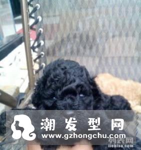 深棕巧克力色是什么颜色 掉色吗