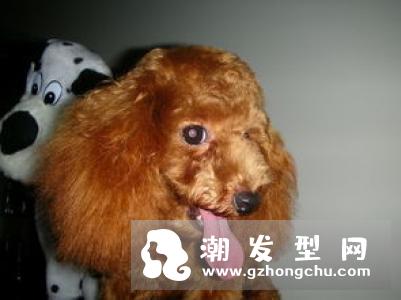 泰迪卷发型怎么打理 蓬松显发量网红同款