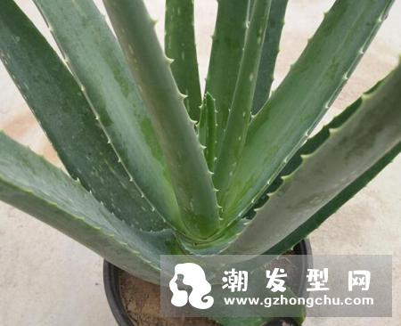 芦荟对头发有什么好处 芦荟洗头的正确方法
