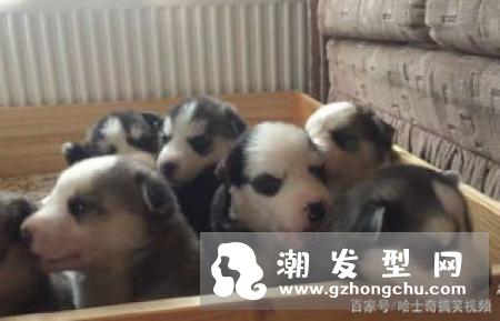 小奶狗发型怎么留 这样剪养眼又呆萌