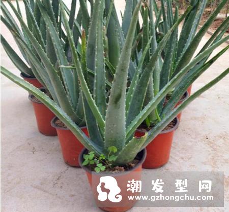 芦荟对头发有什么好处 芦荟洗头的正确方法