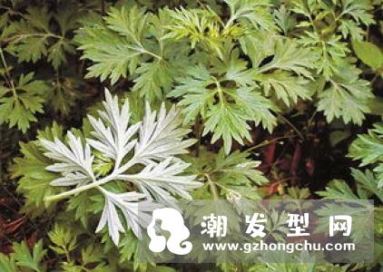 艾叶洗头怎么洗 可以生发及治脱发吗