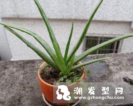 芦荟可以治疗脱发吗 芦荟护发液的制作方法