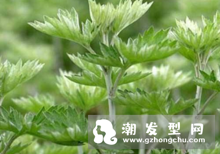 艾叶洗头怎么洗 可以生发及治脱发吗