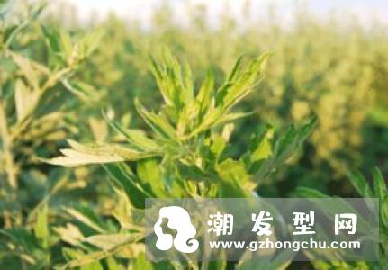 艾叶洗头怎么洗 可以生发及治脱发吗