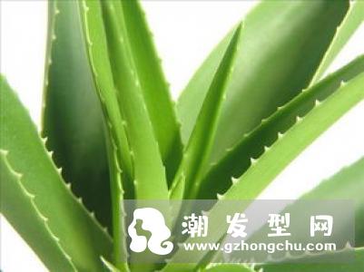 新鲜芦荟怎么洗头 有什么作用