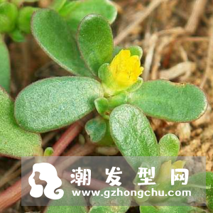 马齿苋洗头能变黑吗 怎么做