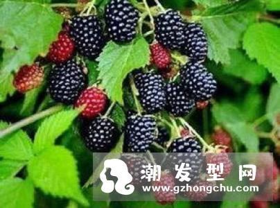 吃什么可以让头发变黑柔顺 能使头发变亮变柔顺的食物