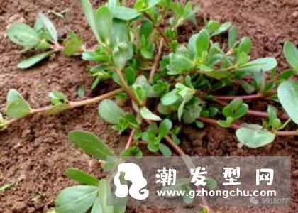马齿苋洗头能变黑吗 怎么做