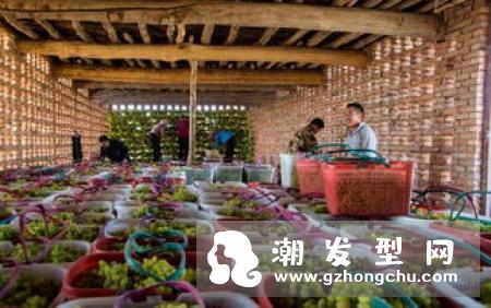 新疆奥斯曼草怎么用 能生发吗