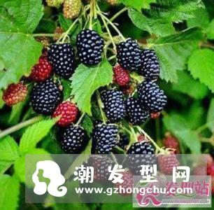 白头发吃什么能变黑 让白发变黑发的食疗方法