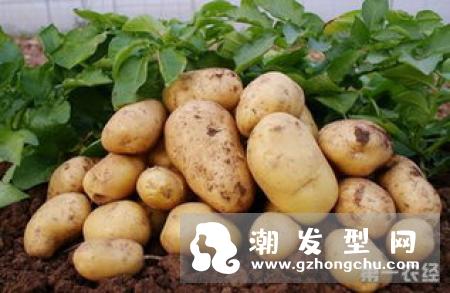 马齿苋洗头能变黑吗 怎么做