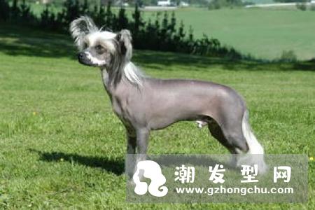爆炸泰迪卷发型 蓬松有型也时髦
