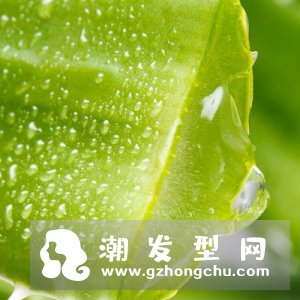 芦荟洗头的正确方法 擦头后要冲洗吗