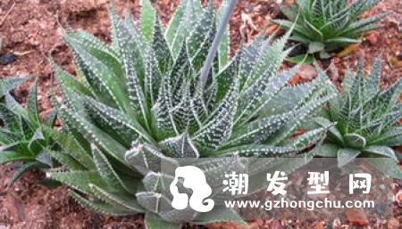 新鲜芦荟怎么洗头 有什么作用