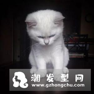 韩国爆红泰迪卷萌翻天 还在留大波浪卷就落伍啦