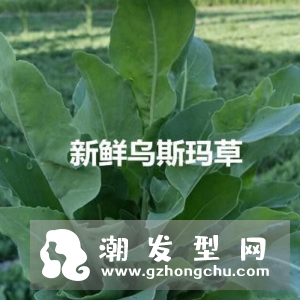 新疆奥斯曼草怎么用 能生发吗