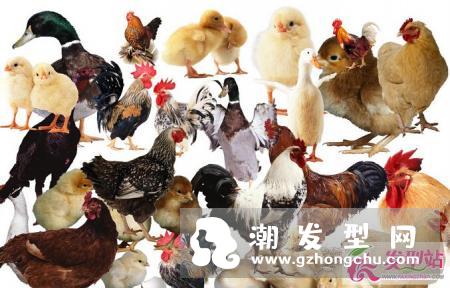吃什么能让头发变黑 能使头发变黑的8种食物