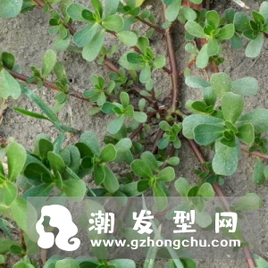 马齿苋洗头能变黑吗 怎么做