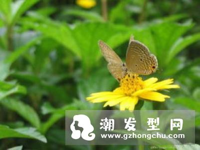蝴蝶腰是什么意思 怎么练