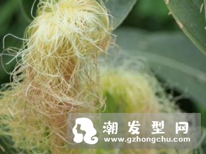 玉米须泡水喝多少减肥 能长期喝吗
