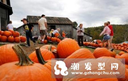 zoeva是哪个国家的 南瓜盘价格多少