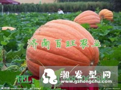 zoeva是哪个国家的 南瓜盘价格多少
