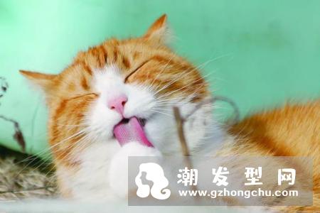 吃香蕉的时间和食量 运动后吃会胖吗