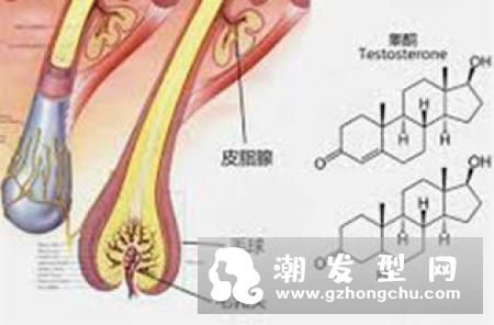 30岁男人脱发怎么办 中医治疗偏方