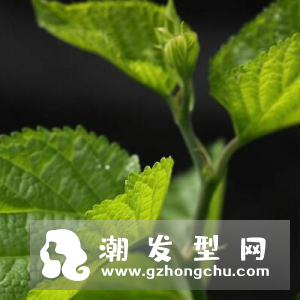 桑叶可以洗头吗 好处及使用方法