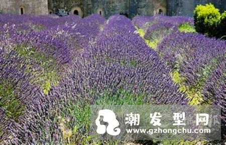 芦丹氏浅灰薰衣草是什么味道 适合的人群及季节