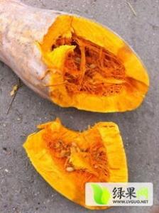 zoeva是哪个国家的 南瓜盘价格多少