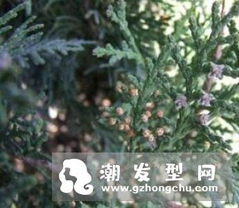 侧柏叶对脱发有效果吗 洗头的方法是怎样的